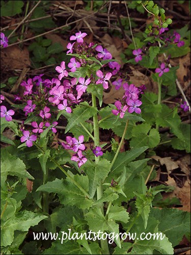 Silver Dollar Plant (Lunaria annua)